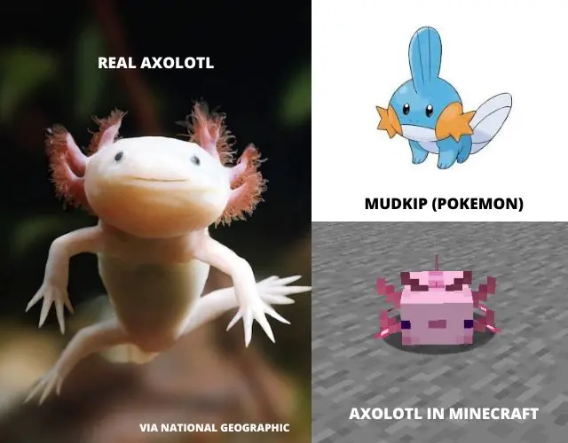 Real Axolotl and Mudkip Comparison